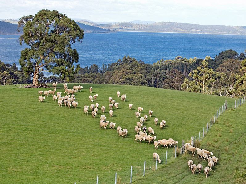 澳洲羊毛进口,澳洲进口羊毛