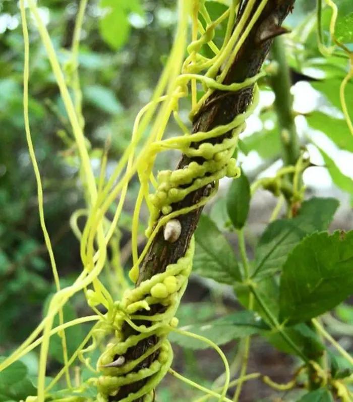 院子里有杂草适合养什么,庭院清除杂草的最佳方法