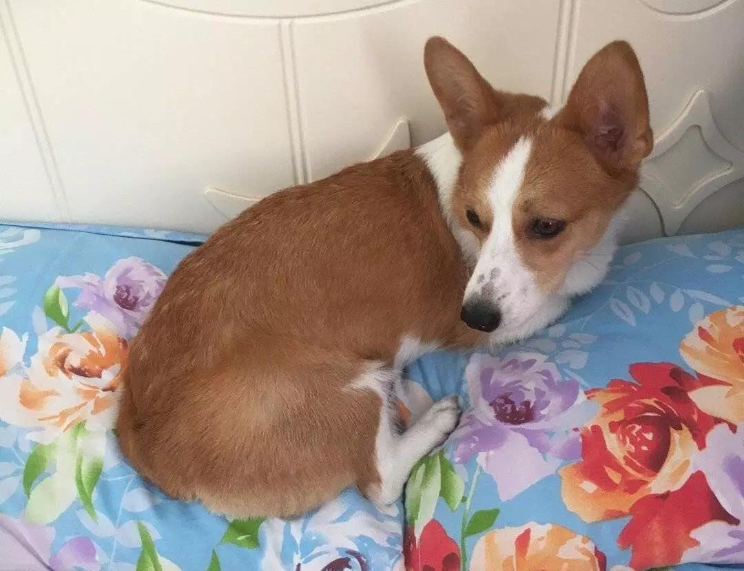 铲屎的都是因为啥和狗吵架，原谅我笑出了声