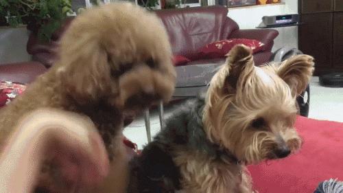 从小养大的狗狗是不是把你当妈妈,不敢相信亲手养大的狗