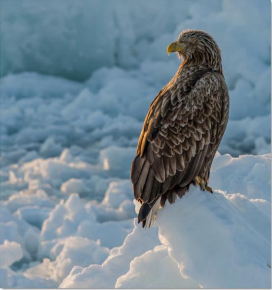 射雕杨过救蛇会怎么样,神雕侠侣杨过断臂遇见蛇