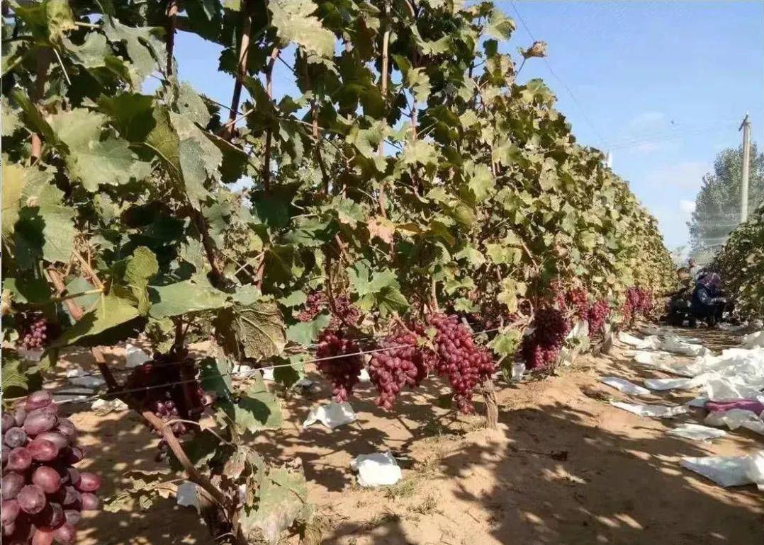 春季葡萄修剪,记牢三字口诀:一看、二剪、三查