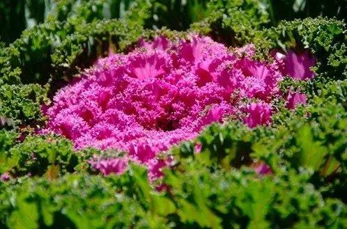 叶牡丹羽衣甘蓝,多头叶牡丹羽衣甘蓝