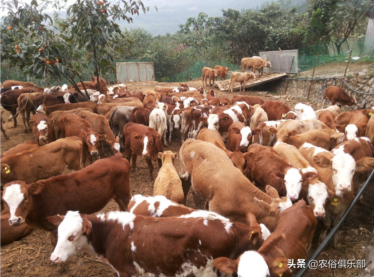 多省爆发牛皮肤病，三伏天不建议买牛，这些建议值得养牛人借鉴
