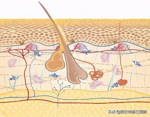 打造零毛孔逆龄肌,美肌法则零毛孔护理宝典
