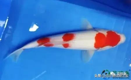 日本锦鲤吃什么长得快又好养,想养锦鲤养水需要加什么