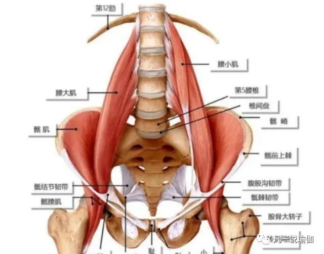 一字马下去后腿不直,一字马竖叉胯根压不下去