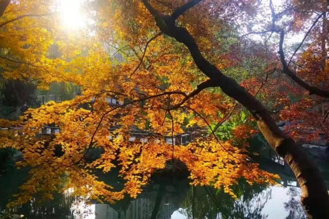 杭州最佳赏秋路线推荐,杭州附近赏秋的地方