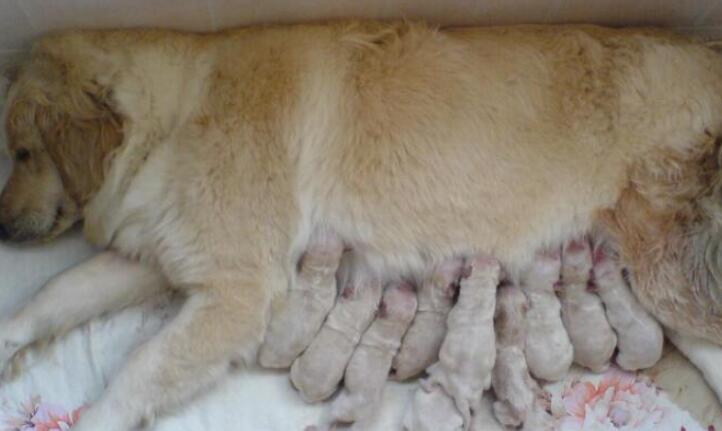 狗狗怀孕60天了还有褐色分泌物,狗狗怀孕45天怎么可以摸到狗宝宝