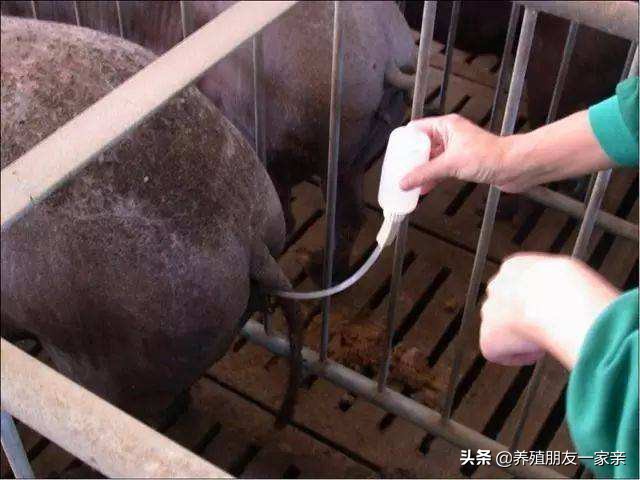 配种后，这7个动作容易让母猪流产，快看看你有在做吗？
