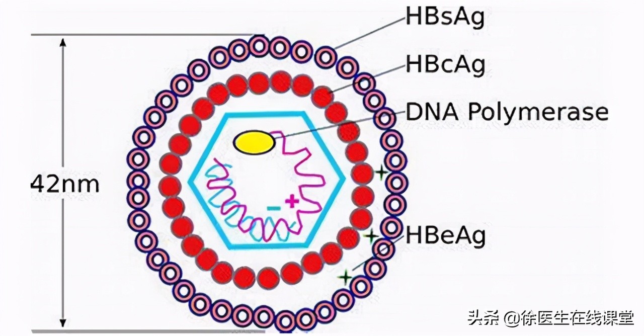 乙肝随着年龄增大能自然转阴吗,乙肝在什么情况下容易转阴