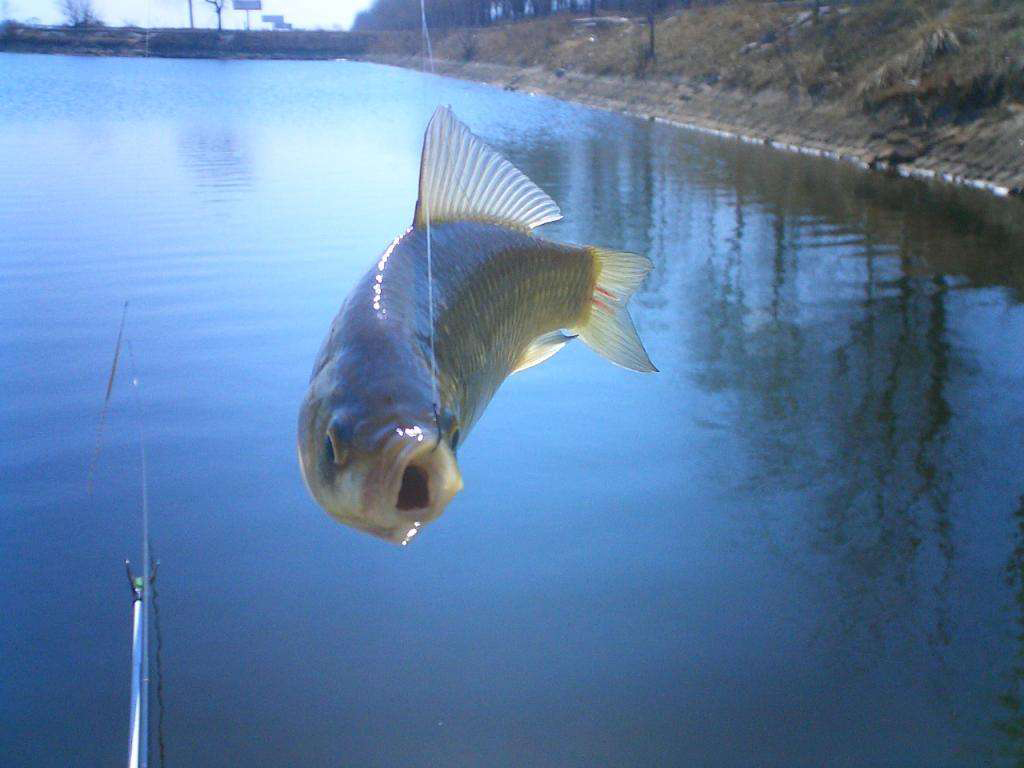 钓鱼用什么子线才不会影响鱼口,钓鱼人都在用什么子线钓鲫鱼