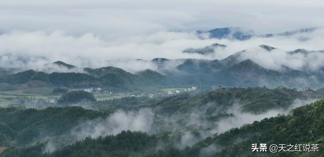 迎客松雪中美景,迎客松下