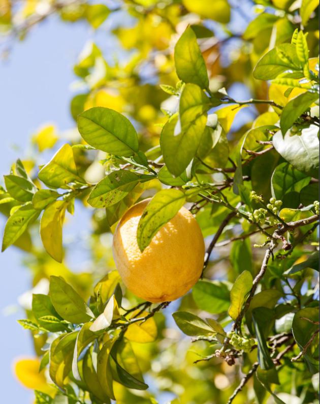 柠檬树种家里的好处,把柠檬树搬到阳光下