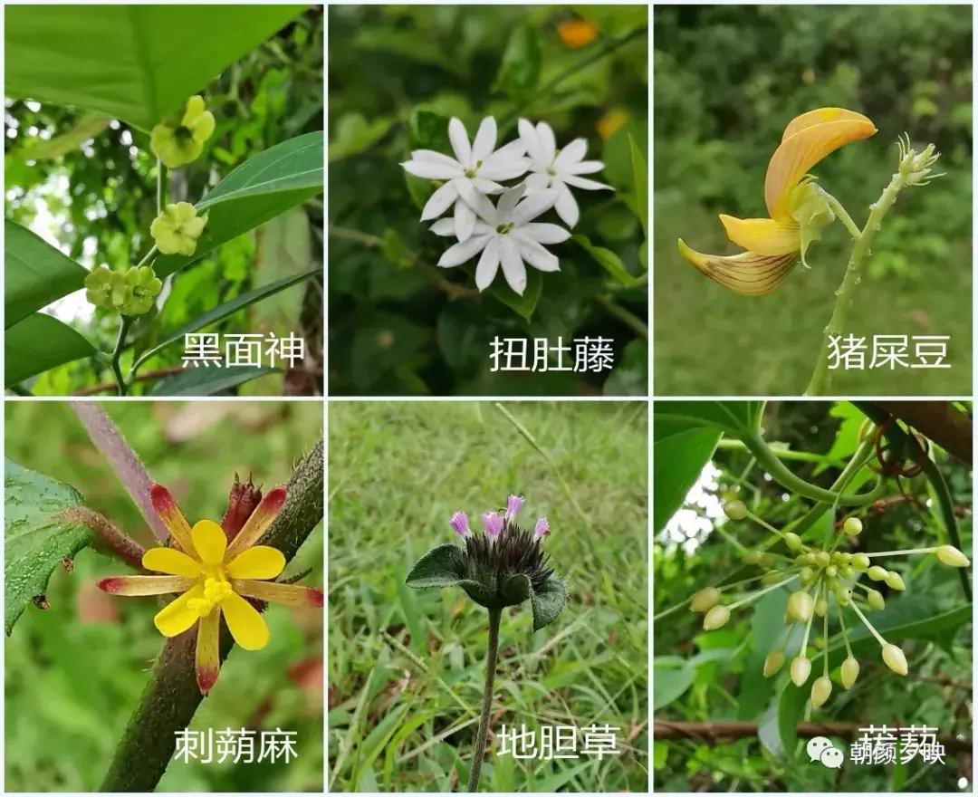 岐阳梧桐起凤环，鹭兮鹭兮寻不见（上）