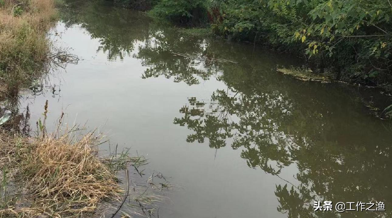 肥水鱼在窝里不吃钩怎么钓,肥水鱼炸水但不咬钩