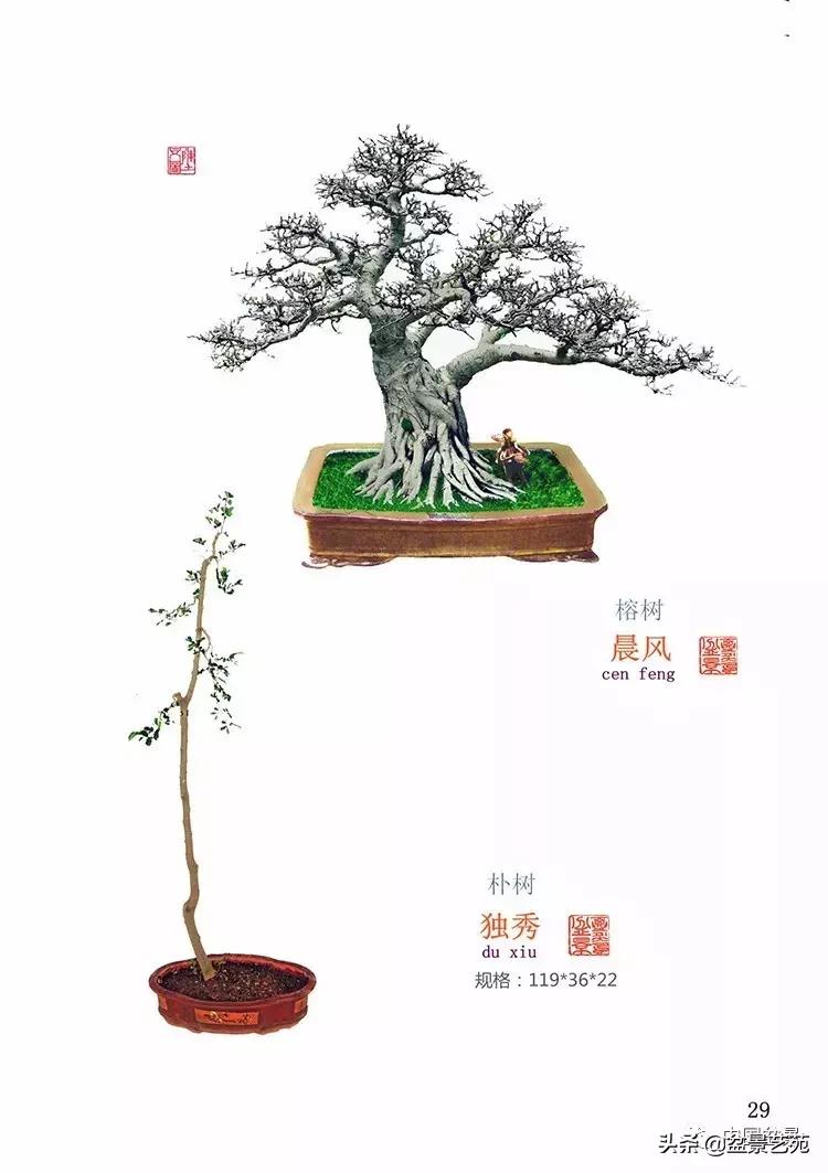 陈文图榕树欣赏,陈文图盆景