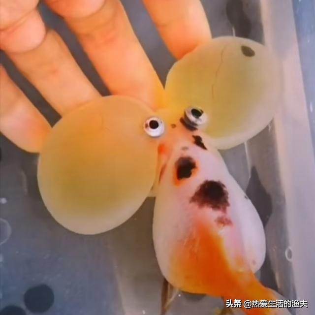 金鱼苗怎么养,养金鱼和锦鲤