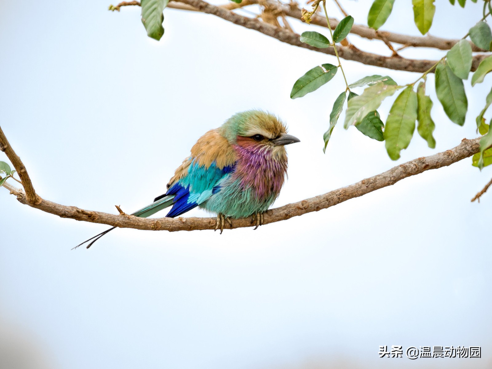 辟谣:鸟界的“肥宅”都是雀形目的?不一定,猛禽中也有胖萌肥啾