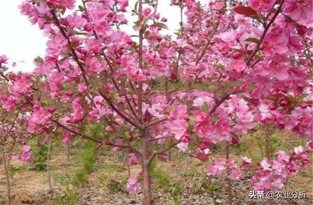 四季海棠种植方法,玫红四季海棠扦插种植