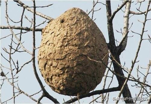 野外旅游被蜜蜂蜇伤了怎么办,野外被蜜蜂蛰了怎么办