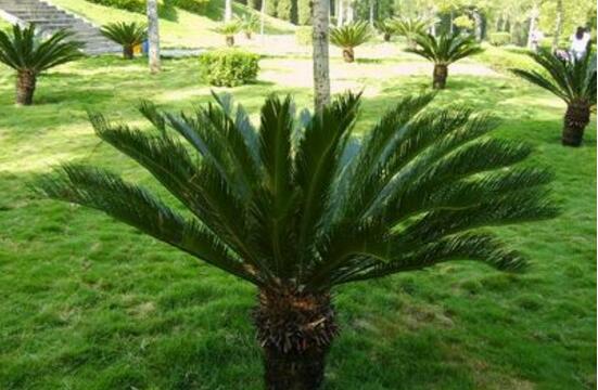 铁树烂根了怎么去处理,铁树烂根的补救方法