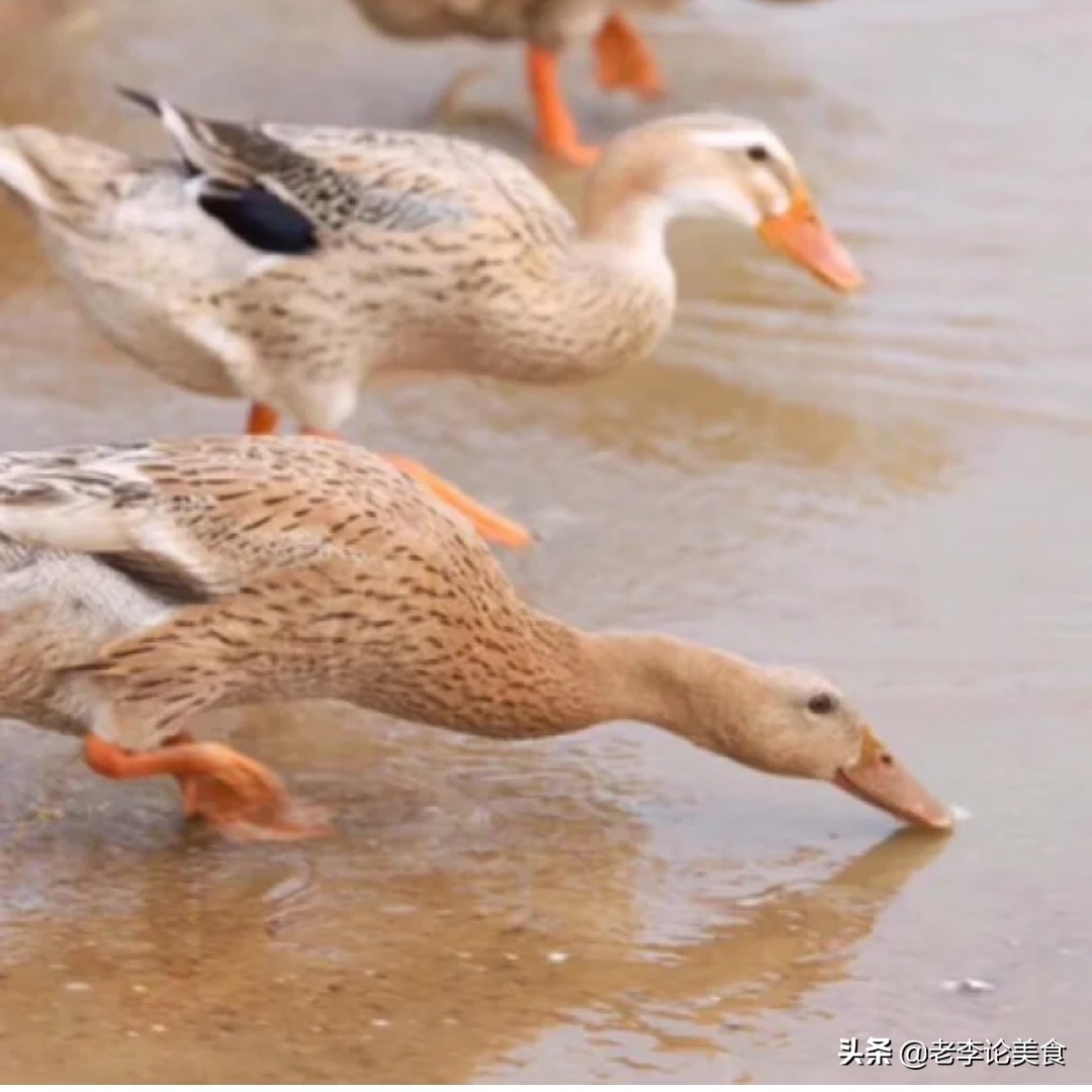 海鸭蛋被央视点名,央视曝光的海鸭蛋到底是怎么回事