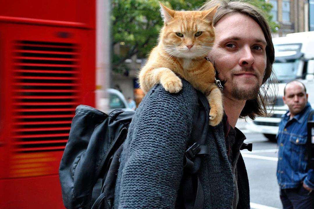 流浪猫怎么养才能不得传染病,流浪猫怎样养不会给自己传染病