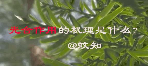 光合作用是什么具体过程,光合作用儿童科普