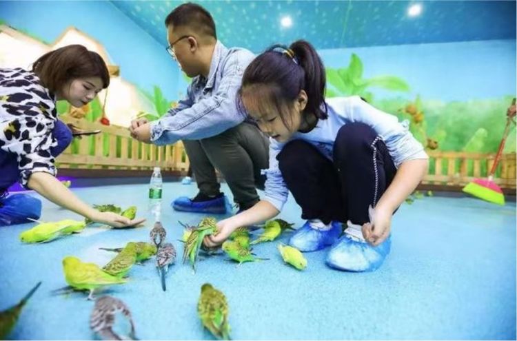 新春打卡重庆香水百合网红艺术节,坐小火车、玩玻璃滑道...