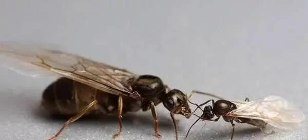 寿命最短的动物蜉蝣,动物寿命最短的是哪种