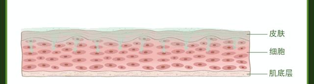 角质层薄用薇诺娜能增厚角质层吗,皮肤角质层薄薄的怎样增厚角质层