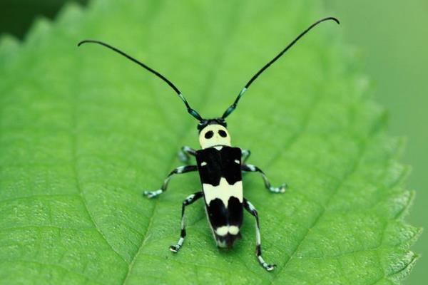 敌百水族杀虫剂使用方法,敌百杀虫剂使用方法