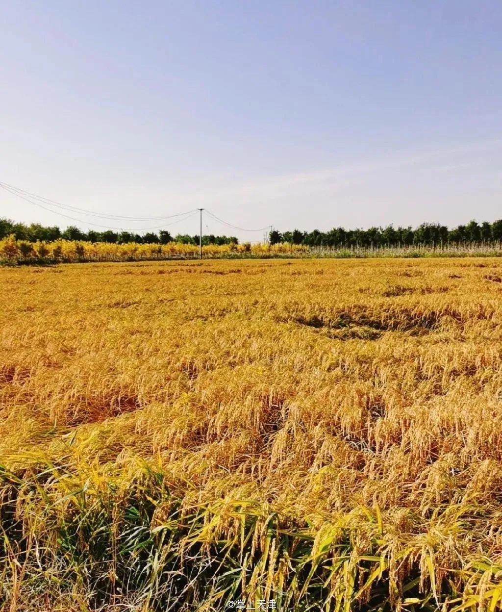 是什么让越来越多的年轻人爱上津南，留在津南！
