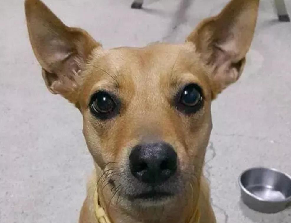 狗狗吃火龙果主人以为死了,狗狗吃牛油果后死亡