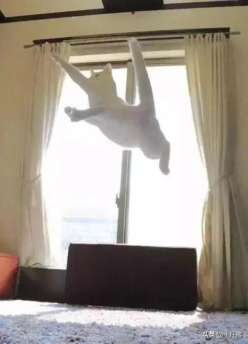 舞痴猫咪:每一个不曾起舞的日子,都是对生命的辜负!