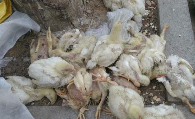 鸡呼吸有呼噜并带拉稀是什么病,鸡群咳嗽呼噜甩头