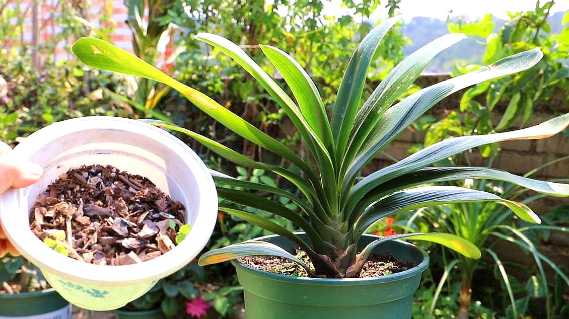 李大姐养君子兰,年年开大花,有吉祥好兆头,原来是她做对5件事