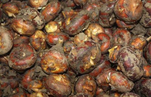 荸荠病虫害的防治技术,荸荠怎样管理才能高产大个