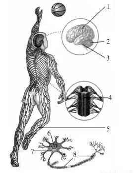 初中生物七年级下册知识点讲解,初一下册生物重点复习初中生学习