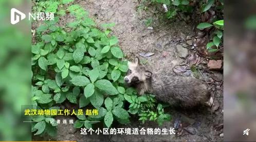 大象还没走，貉又来了！上海100多个小区出现，长得很像小浣熊？