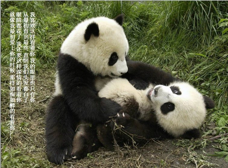 我只想说声爱你,只想再爱你一次