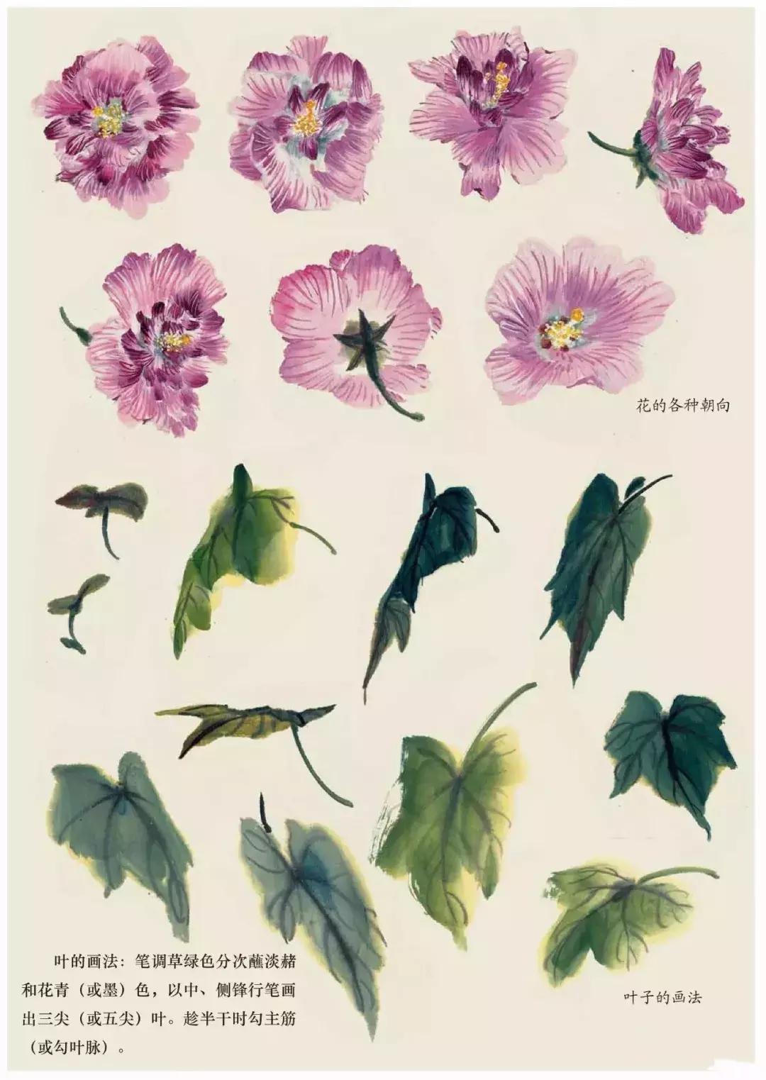 国画团扇花卉画法,国画中常见花卉的画法