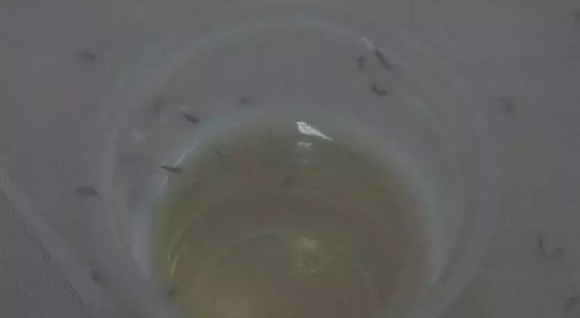 网红驱蚊产品真的有用吗,最有效的驱蚊产品排行榜