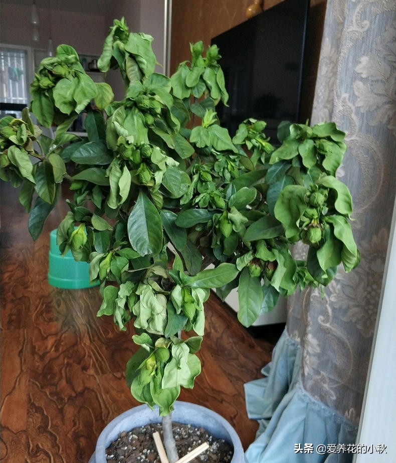 栀子花长得细弱黄叶春季如何处理,土壤保持湿润栀子花黄叶掉花苞