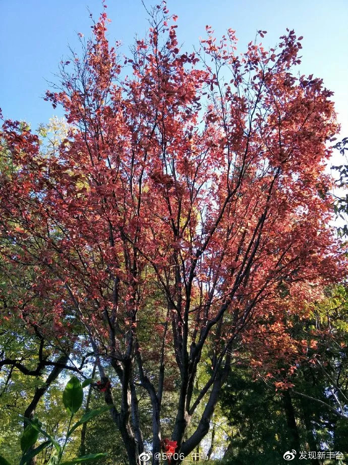 丰台赏秋景最好的地方,丰台赏秋好去处