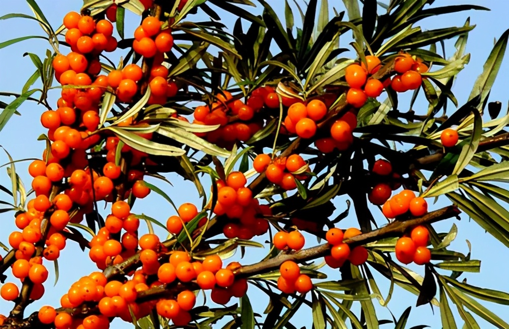 名扬四海的新疆瓜果,带你一起吃遍新疆瓜果