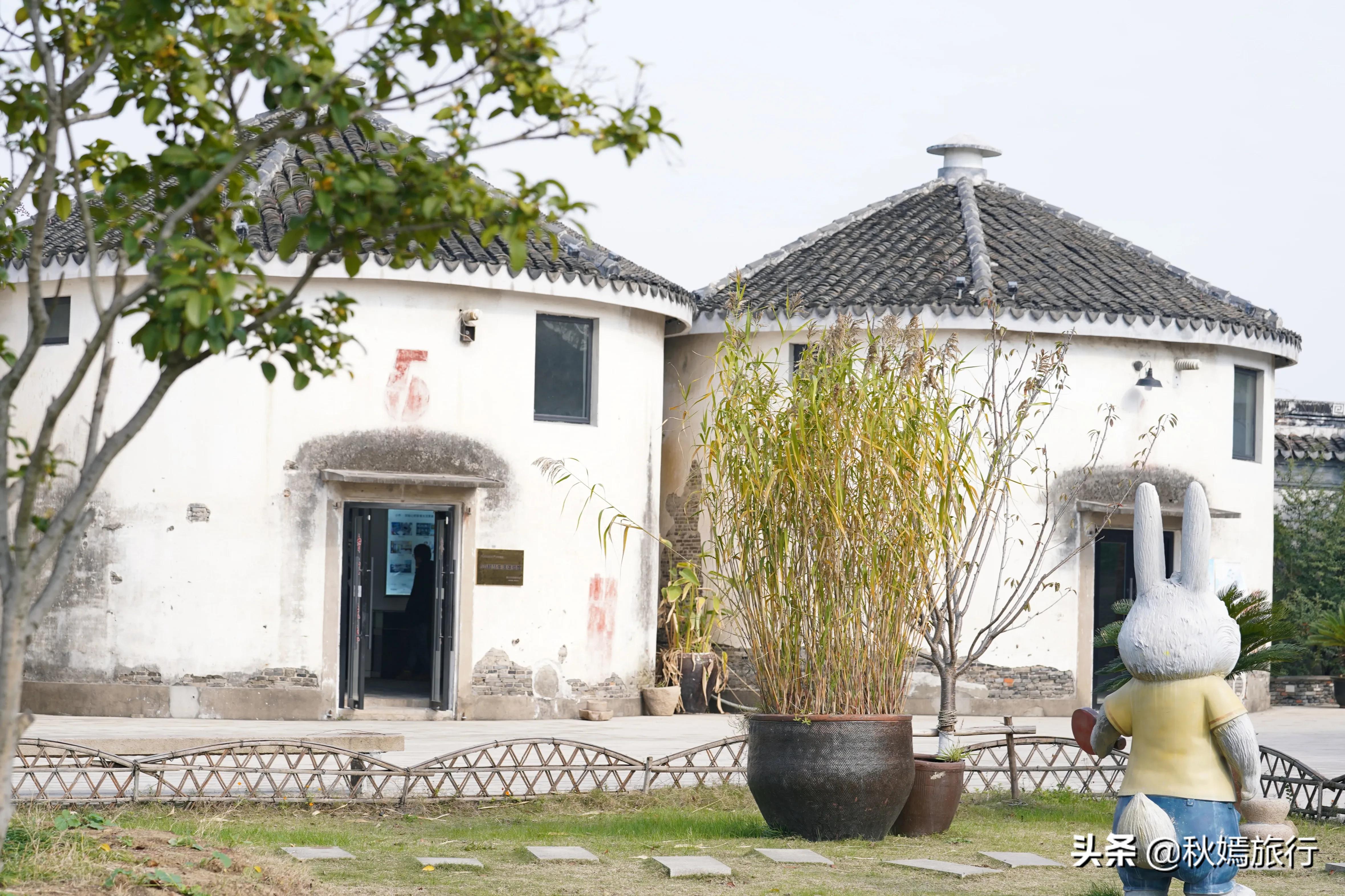 相城区北桥镇千年银杏树,苏州相城银杏打卡