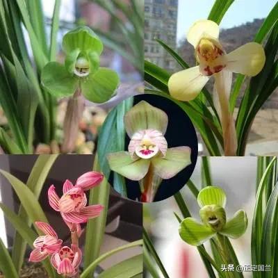 为什么兰花被称为国兰,为什么兰花又叫国兰