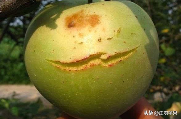 果树环切促增产技术,枣树环割增产增收